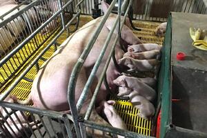 Hà Tĩnh: Khuyến cáo tạm dừng việc mua bán lợn ngoại tỉnh