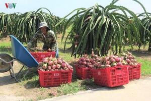 Giá thanh long Bình Thuận nhích lên sau khi cửa khẩu thông quan