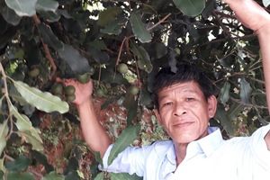 Lạng Sơn: Cây mắc ca trĩu quả tại nhiều vườn đồi