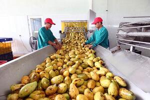 Phát triển chuỗi kết nối tiêu thụ NS: Các nhà phải nâng trách nhiệm