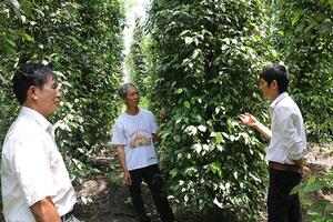 Tiêu giá thấp, ít đậu trái: Nông dân Bình Phước lao đao!