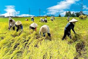 Lỏng lẻo trong mối liên kết doanh nghiệp nông nghiệp