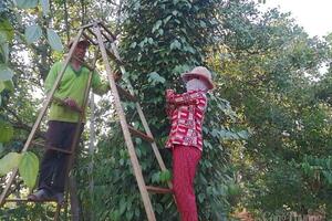 Bình Phước: Người dân “kêu trời” vì tiêu rớt giá
