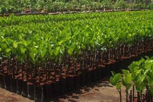 Quản lý hiệu quả giống cây trồng lâm nghiệp