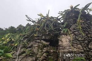 Hòa Bình: Trồng thanh long trắng trên đá, vừa có quả ăn, hoa bung nở đẹp như phim ngôn tình