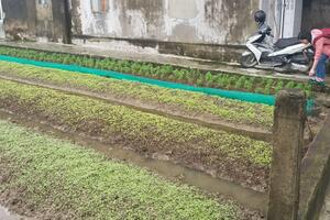 Thiếu giống, tiến độ khôi phục rau màu bị ảnh hưởng