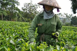 Trải nghiệm hương vị chè Ba Vì