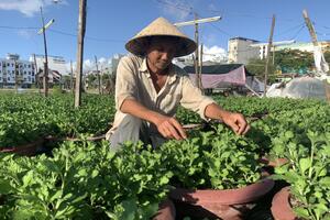 Bảo đảm vụ Tết của bà con nông dân sau bão lũ