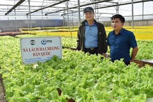 Triển vọng rau xanh giống Hàn, quy trình Việt