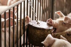 Phát hiện sớm hiện tượng heo cắn đuôi nhau bằng công nghệ hình ảnh