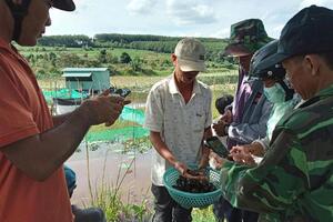 Ông nông dân tỉnh Phú Yên nuôi 40 vạn con ốc gì mà vớt 1 rổ lên khách đến xem trầm trồ thán phục?