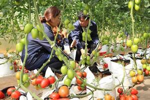 Giới thiệu 80 chủng loại giống mới cho nông dân
