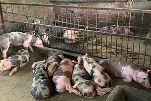 Long An: Phát hiện heo chết chưa rõ nguyên nhân
