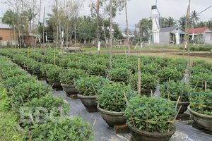 Làng hoa Gia An Nam vào vụ Tết