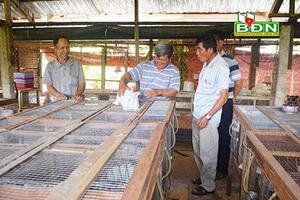 Đắk Nông: Người dân tập trung chăn nuôi phục vụ thị trường cuối năm