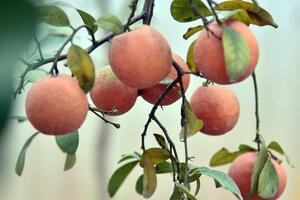 Cây bưởi siêu lạ với 10 loại quả trên cùng một cây