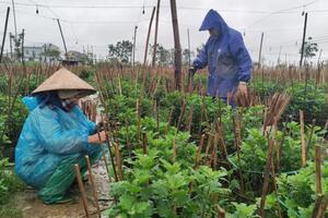 Làng hoa xứ Huế rộn ràng vào Xuân