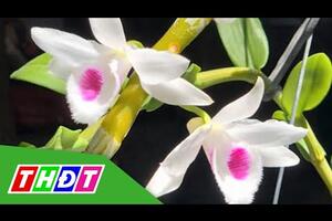 Nhiều người mắc nợ vì mua lan đột biến lừa đảo | THDT