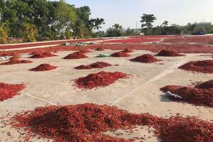 Giá ớt tiếp tục rơi tận đáy, nông dân bỏ mặc ruộng ớt chín cây