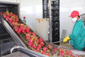 Chính phủ chỉ đạo tập trung nguồn vốn cho sản xuất, tiêu thụ, xuất khẩu nông sản