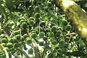 Kbang – vùng đất lành cho cây mắc ca