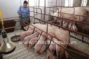 Ngành chăn nuôi: “Gồng mình” trong đại dịch Covid-19
