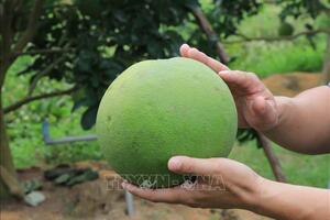 Phát triển thương hiệu bưởi da xanh Xuân Lai