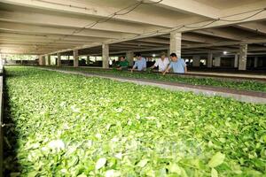 Phú Thọ: Tạo sức hấp dẫn mới cho ngành nông nghiệp