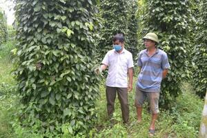 Thu "trái ngọt" nhờ kiên trì với trồng tiêu hữu cơ