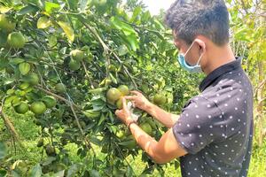 Thừa Thiên Huế:  Cam Nam Đông được mùa nhưng khó tiêu thụ