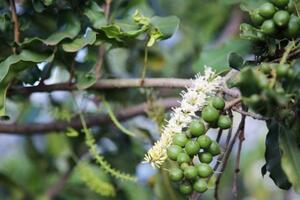 Sơn La: Phát huy thế mạnh cây mắc ca