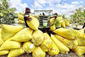 Giá lúa gạo hôm nay 5/10: Giá gạo đồng loạt tăng mạnh