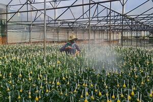 Rau hoa tăng giá, dịch bệnh được kiểm soát, nông dân Đà Lạt khôi phục sản xuất