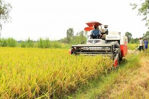 Giá lúa gạo hôm nay 6/10: Giá trong nước ổn định, giá gạo xuất khẩu bật tăng 10 USD