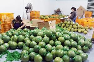 Đặc sản bưởi da xanh, chôm chôm… miền Tây giảm 40-50%, giá chỉ từ 6.000/kg