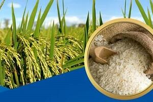 Giá lúa gạo hôm nay 11/10: Giá gạo nguyên liệu xuất khẩu bật tăng trở lại