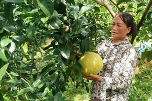 Làm giàu từ cây ăn quả nhờ áp dụng kỹ thuật