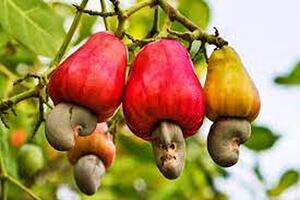 Hạt điều Việt Nam chiếm xấp xỉ 90% thị phần tại Mỹ