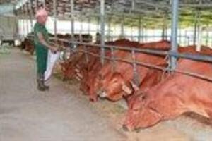 Thái Nguyên khống chế bệnh viêm da nổi cục trên đàn trâu, bò