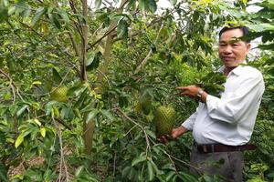 Vì sao nông dân Tiền Giang phá bỏ cây mãng cầu Xiêm?