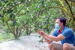 Làm nông nghiệp ở xã Nông thôn mới