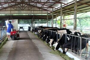 Mô hình sản xuất thức ăn TMR chăn nuôi bò sữa