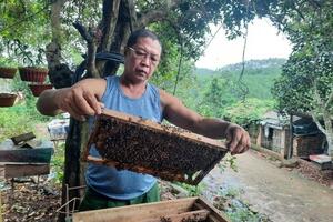 Bươn chải đủ nghề, cuối cùng lại bén duyên với nghề nuôi ong