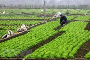 Vụ Đông của Hải Dương sớm được giá, lưu thông thuận lợi