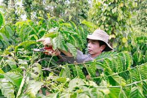 Ra mắt Bộ quy tắc tham chiếu về cà phê bền vững