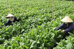 Hoa và rau Đà Lạt tăng giá gấp đôi khi dịch bệnh được kiểm soát