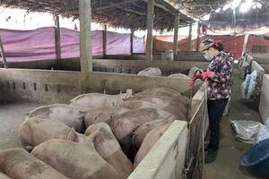 Trên 23 nghìn con lợn và gia cầm phải tiêu hủy