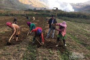 Lào Cai: Trồng cây dược liệu làm người dân vùng cao "đổi đời"