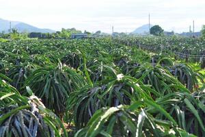 Thủ phủ thanh long trông chờ vụ nghịch: Sản lượng cao, mẫu mã đẹp, được giá