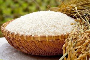 Giá lúa gạo hôm nay 10/11: Giá lúa quay đầu giảm 100 đồng/kg